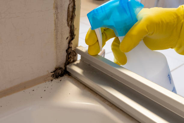 Best Residential Mold Remediation in Fmington, AR