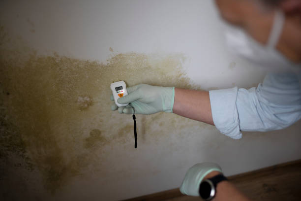 Best Mold Remediation for Specific Building Types in Fmington, AR