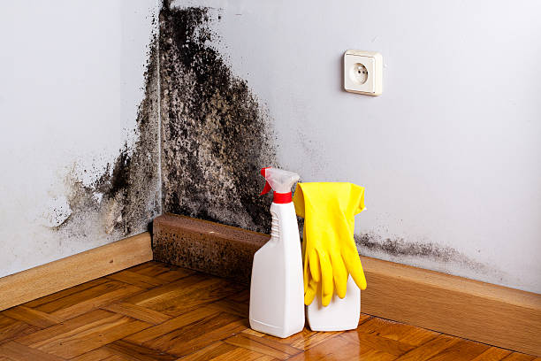 Best Basement Mold Remediation in Fmington, AR